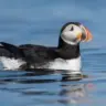 Puffin